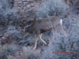 Zion National Park - Watchman hike - mule deer