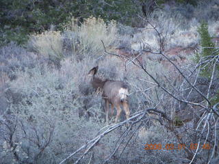 Zion National Park - Watchman hike - mule deer (Where's Waldo?)