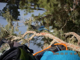 Bryce Canyon - bluebird and my foot