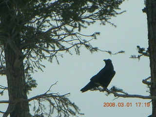 Bryce Canyon - raven in a tree