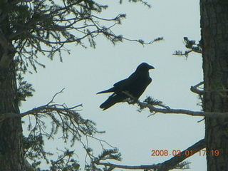 Bryce Canyon - raven in a tree