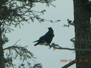 Bryce Canyon - raven in a tree