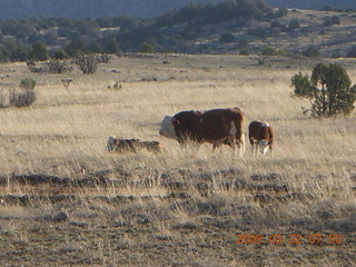 Chapman Ranch Airport fly-in - cows