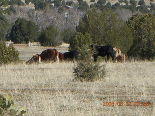 Chapman Ranch run