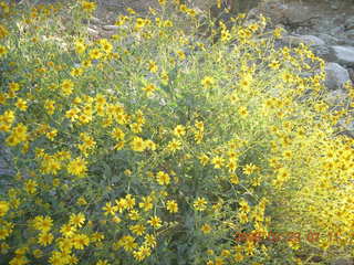 Lost Dog Wash in bloom