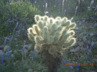 Lost Dog Wash in bloom - glowing cholla cactus