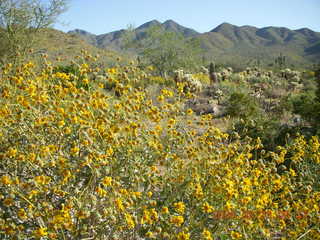 Lost Dog Wash in bloom