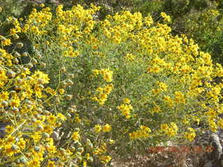 Lost Dog Wash in bloom