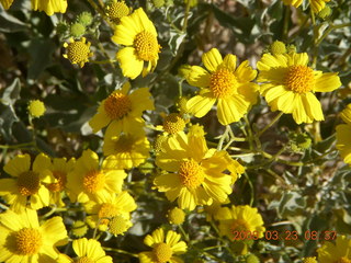 Lost Dog Wash in bloom