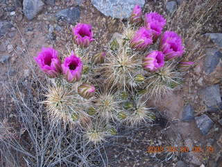 flowers on Windgate/Bell hike