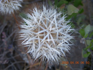 flowers on Windgate/Bell hike