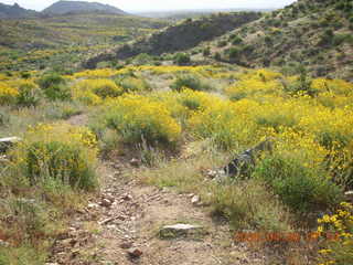 flowers on Windgate/Bell hike