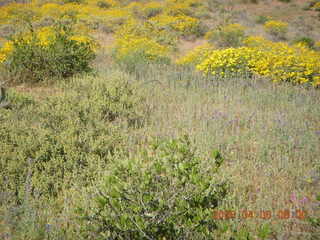 flowers on Windgate/Bell hike