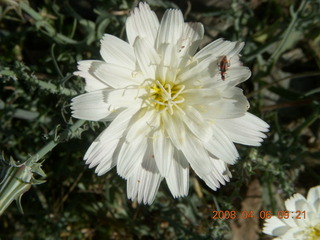 flower on Windgate/Bell hike