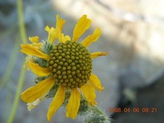 flower on Windgate/Bell hike