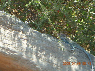 lizard on Windgate/Bell hike