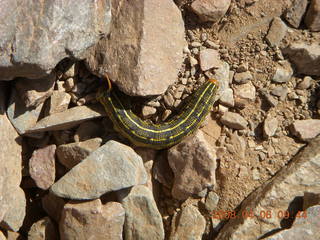 caterpillar on Windgate/Bell hike