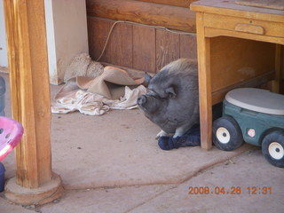 one of Kathe's pet pigs