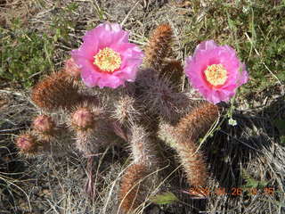 Snow Canyon - Hidden Pinyon trail - flowers