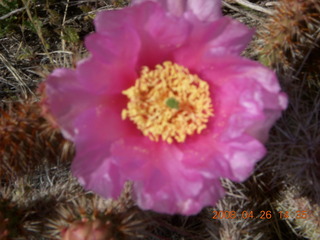 63 6gs. Snow Canyon - Hidden Pinyon trail - flower