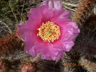 64 6gs. Snow Canyon - Hidden Pinyon trail - flower