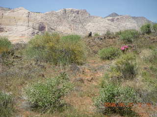 105 6gt. Snow Canyon - Butterfly trail