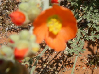 28 6gt. Snow Canyon - Butterfly trail - flower