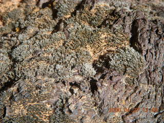 Snow Canyon - Lava Flow cave - interesting mossy plants