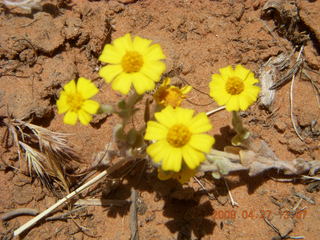 174 6gt. Snow Canyon - Lava Flow cave - flowers