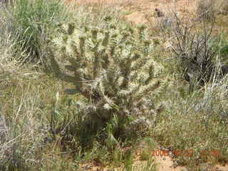 Snow Canyon - Lava Flow trail - cactus