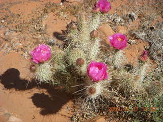 Snow Canyon - Petrified Dunes - flowers