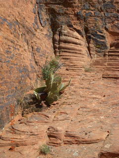 Snow Canyon - Petrified Dunes