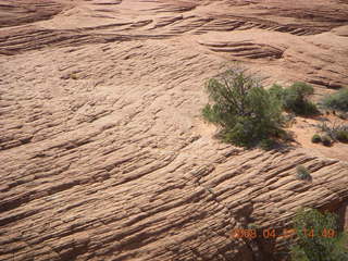 Snow Canyon - Petrified Dunes - flowers