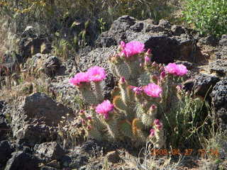 Snow Canyon - Lava Flow cave - flowers