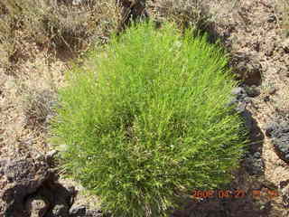 Snow Canyon - Lava Flow cave - greenery