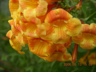 local flowers close-up