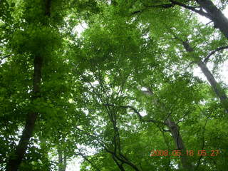 spring in Tookany Creek Park