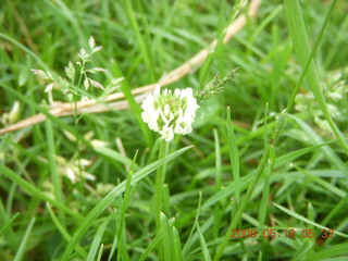 spring in Tookany Creek Park - clover