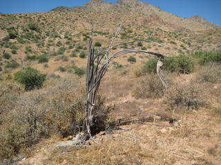 Windgate hike - saguaro skeleton with arthritis - Beth and Michael photo