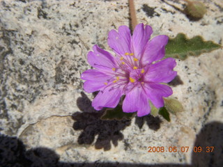 Windgate hike - purple flower