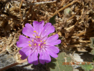 Windgate hike - purple flower