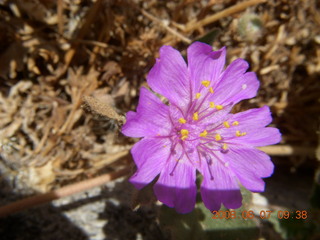 Windgate hike - purple flower