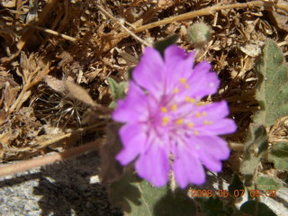 Windgate hike - purple flower