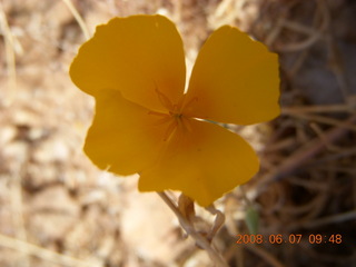 Windgate hike - yellow flower