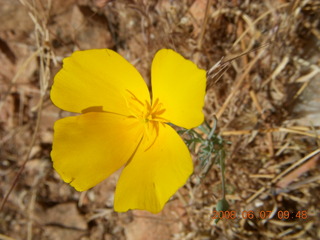 Windgate hike - yellow flower