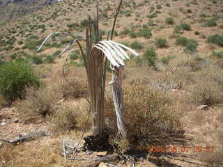 Windgate hike - saguaro skeleton with arthritis