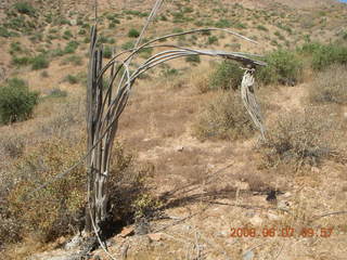 Windgate hike - saguaro skeleton with arthritis