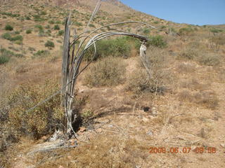 Windgate hike - saguaro skeleton with arthritis