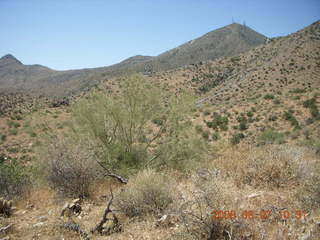 Windgate hike - saguaro skeleton with arthritis