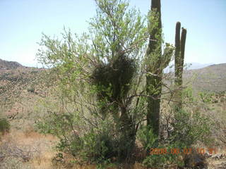 Windgate hike - saguaro skeleton with arthritis